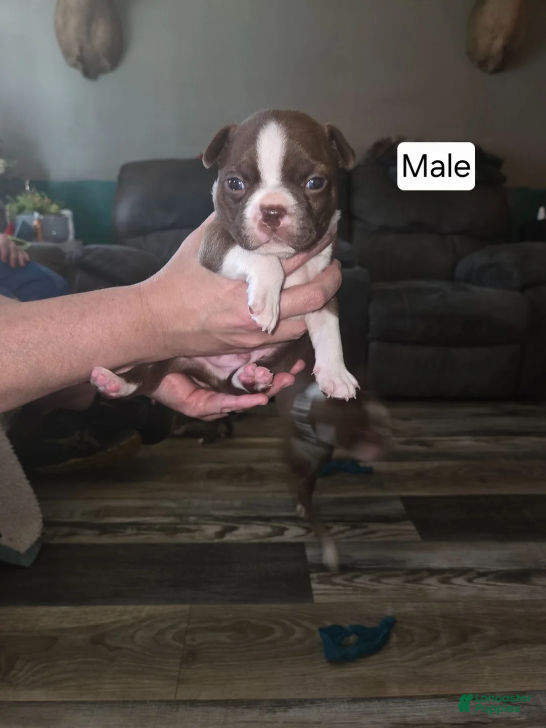 Boston Terrier dogs for sale: Boston Terrier 1 - Ad 1