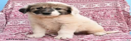 Mixed Breed dogs for sale: Hope - Ad 3