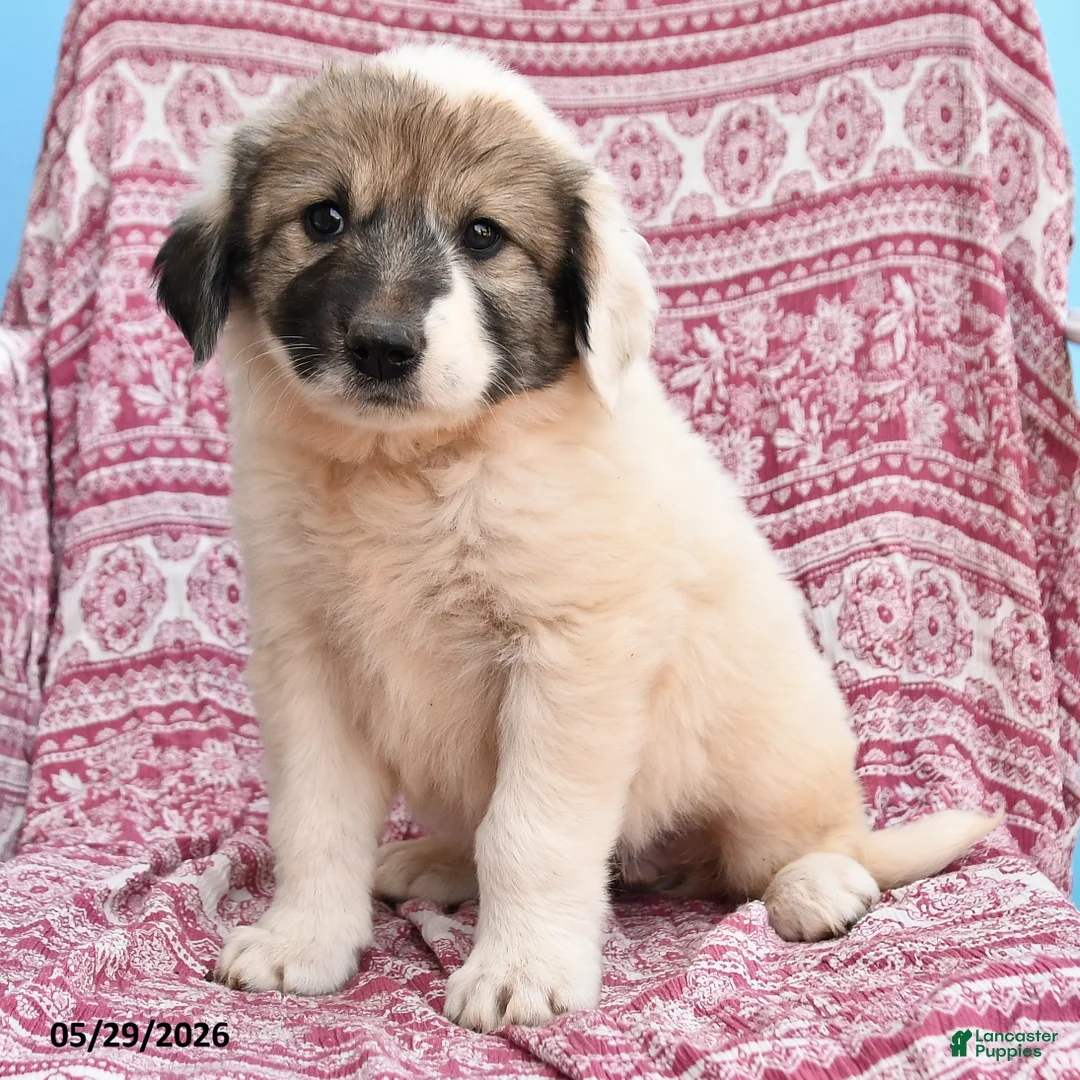 Mixed Breed dogs for sale: Hope - Ad 3