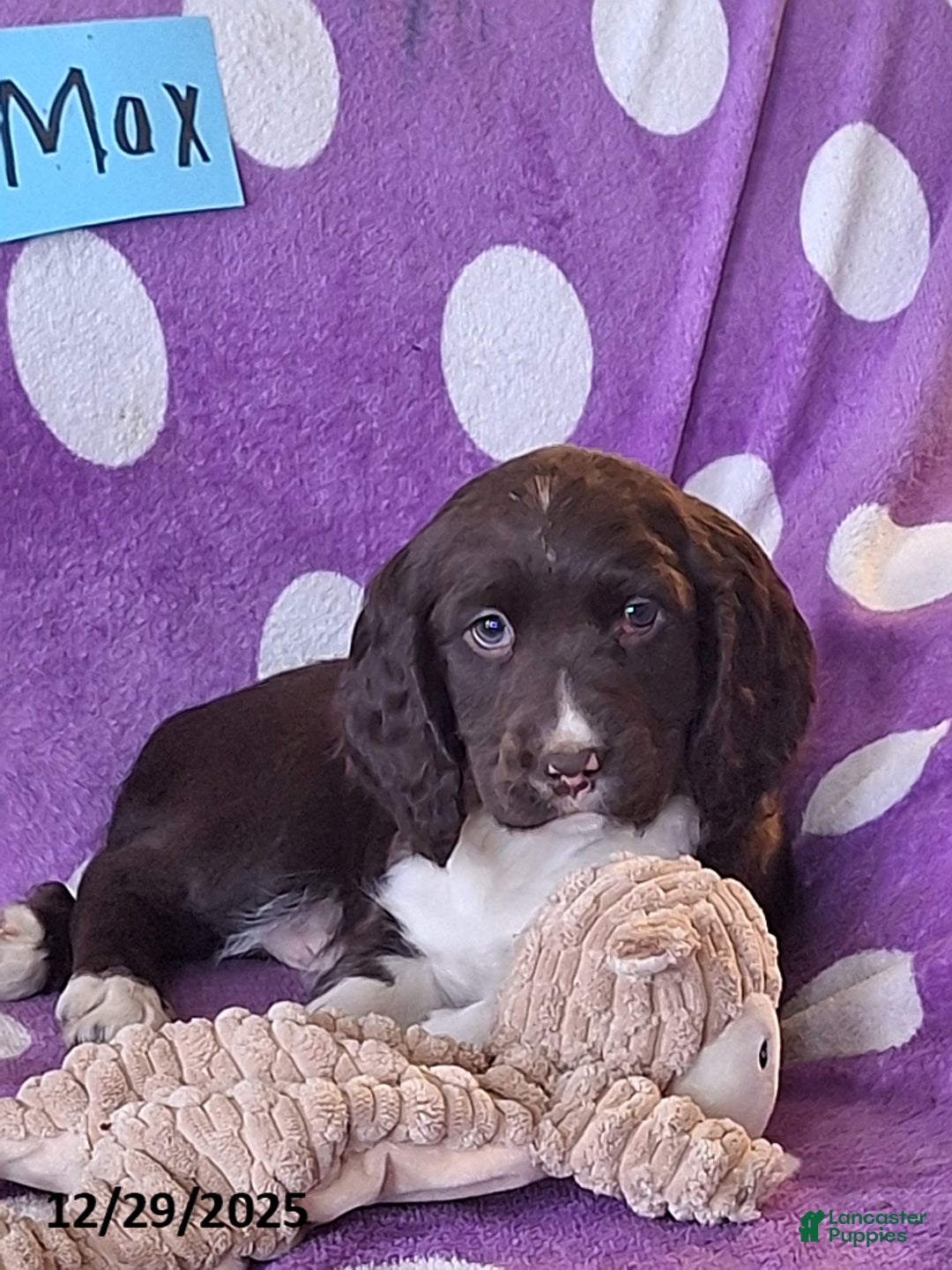 English Springer Spaniel dogs for sale: Max - Ad 5