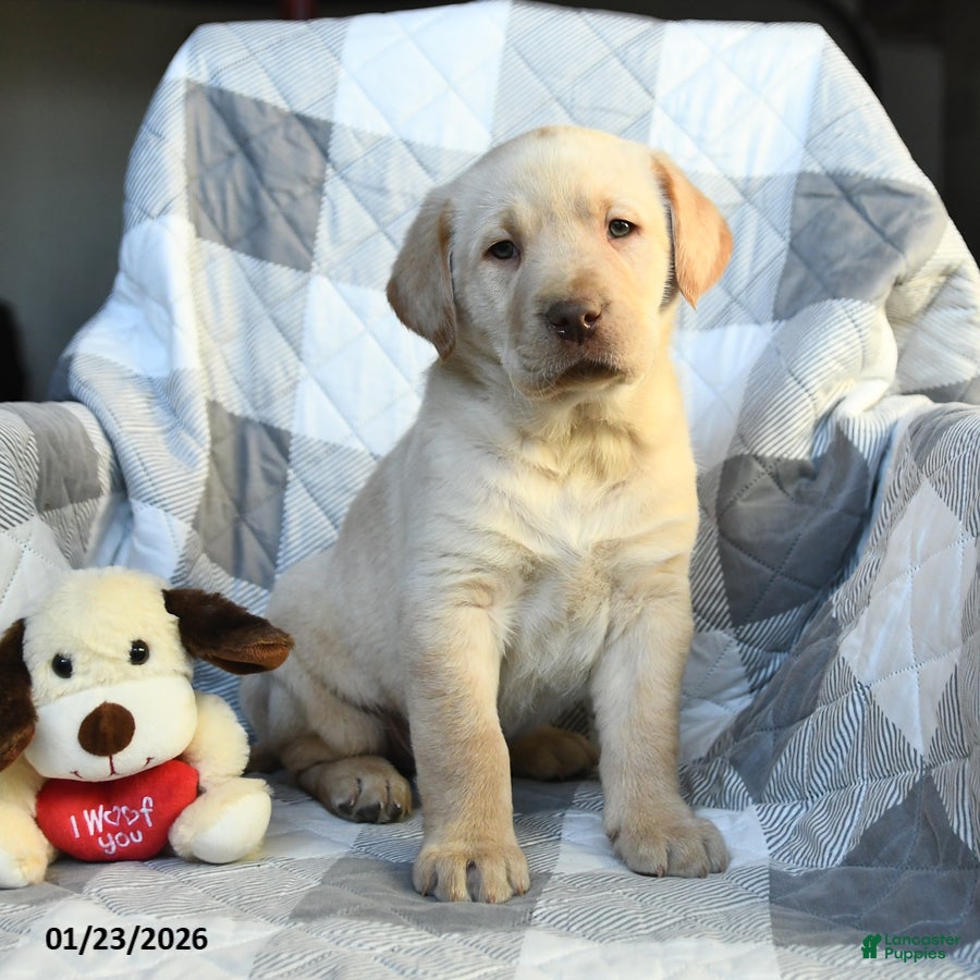 Labrador Retriever dogs for sale: Paul - Ad 1