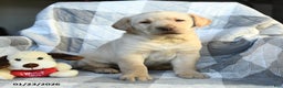 Labrador Retriever dogs for sale: Paul - Ad 1
