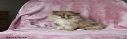 Pomeranian dogs for sale: Ollie - Ad 3