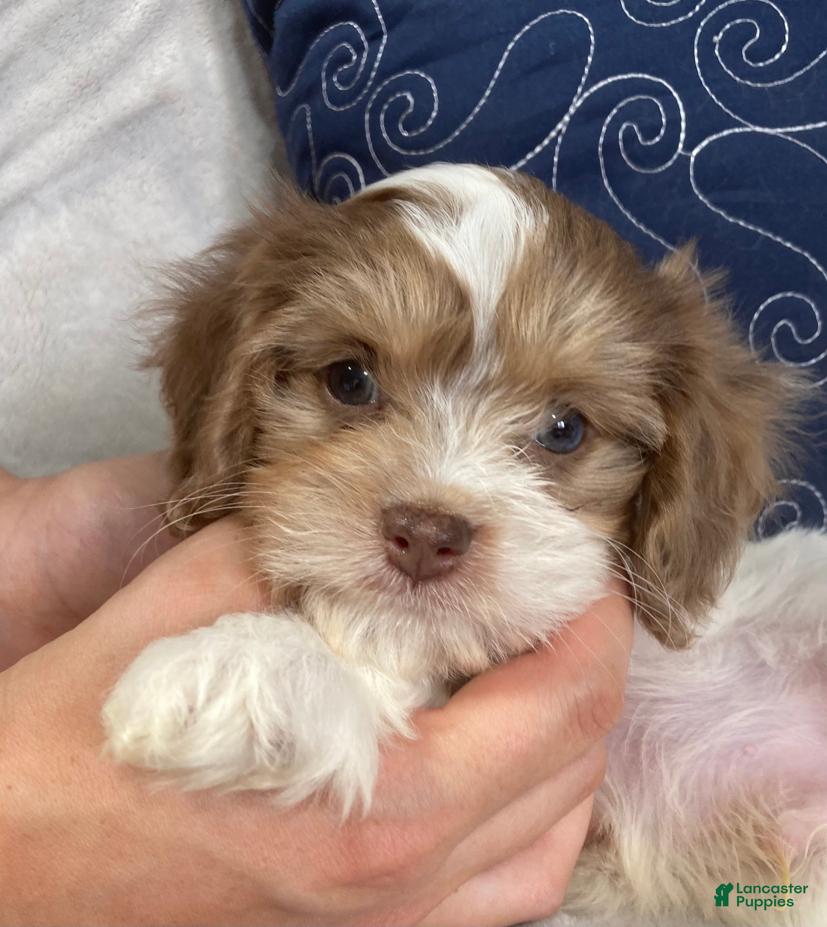Cavapoo dogs for sale: Romeo - Ad 2