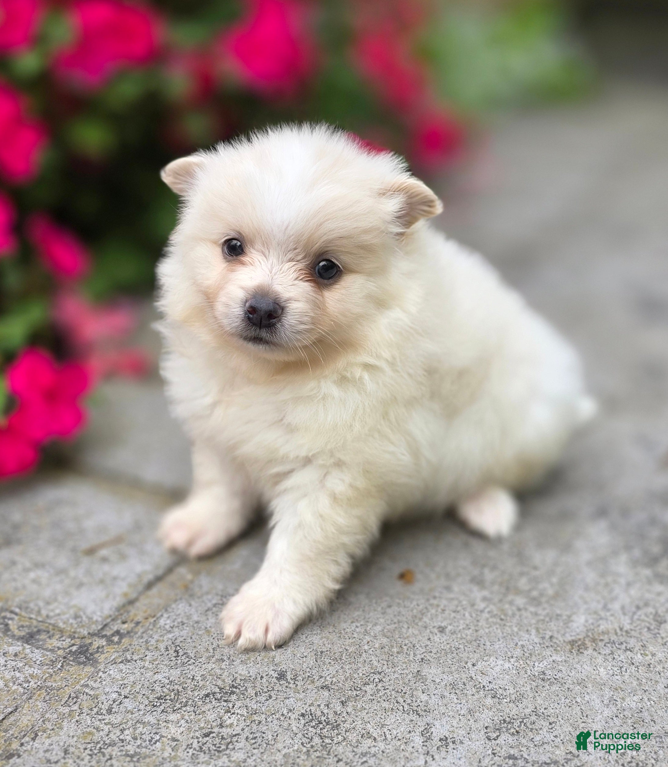 Pomeranian dogs Slater - Ad 2