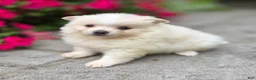 Pomeranian dogs for sale: Slater - Ad 2
