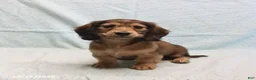 Dachshund dogs for sale: Amanda - Ad 4