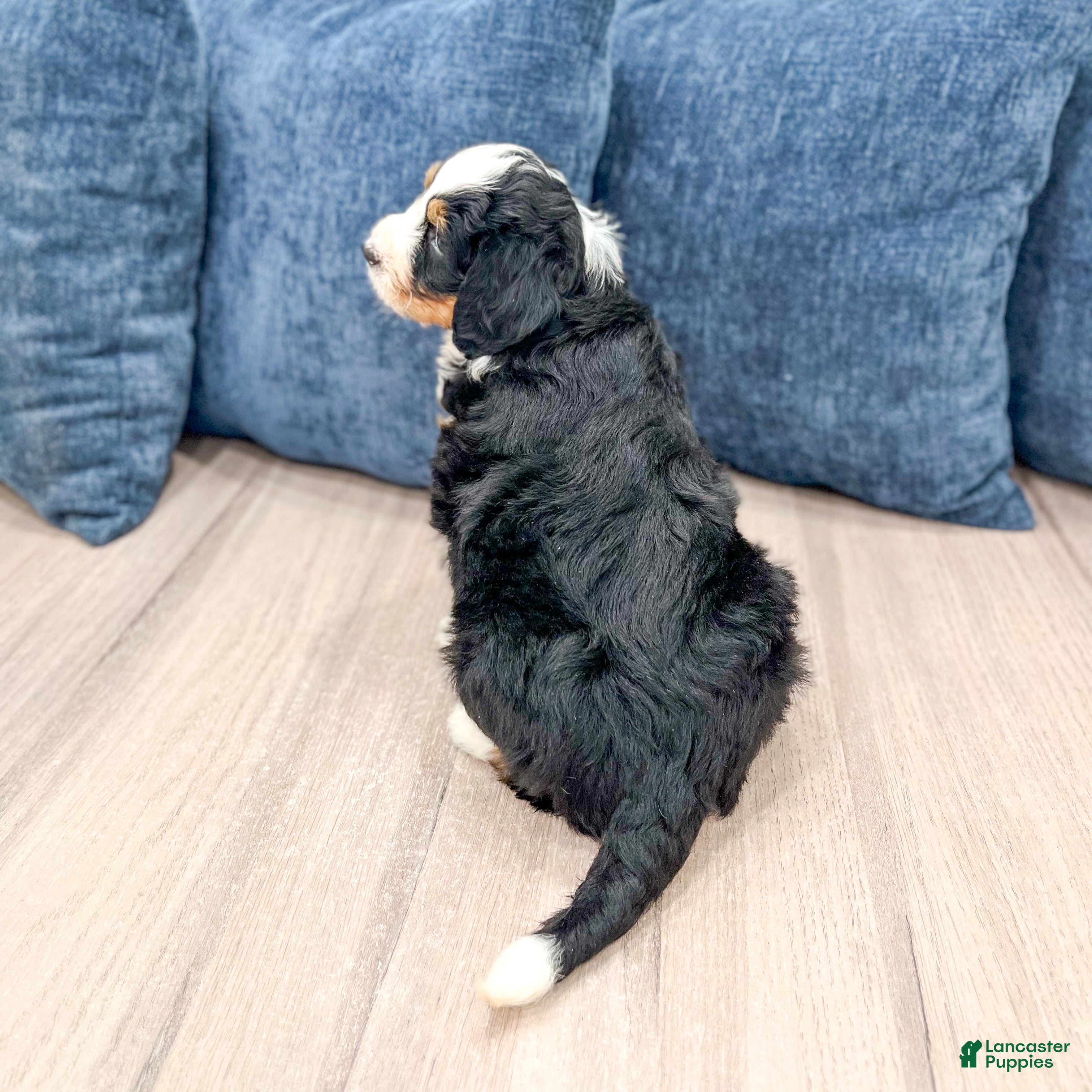Mini Bernedoodle dogs for sale: Barbie - Ad 5