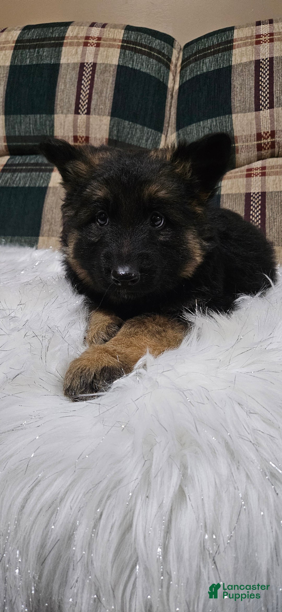 German Shepherd dogs for sale: Lainey - Ad 11