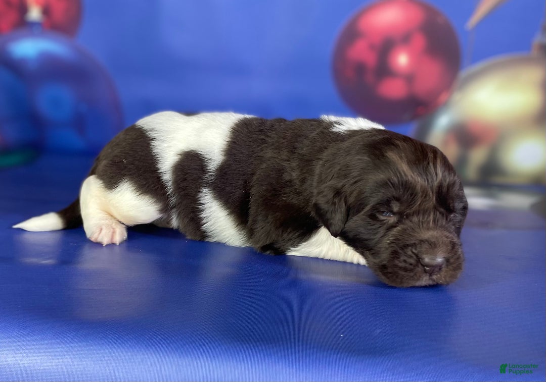 Mixed Breed dogs for sale: Stanley OFA  - Ad 5