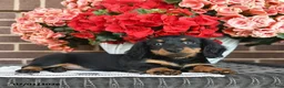 Miniature Dachshund dogs for sale: Tracy  - Ad 3