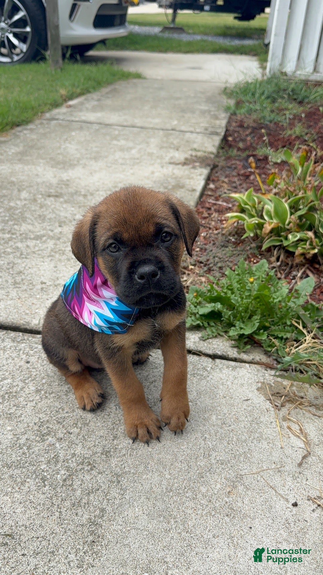 Mixed Breed dogs Mixed Breed 5 - Ad 1
