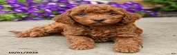 Mini Goldendoodle dogs for sale: Scarlett - Ad 5