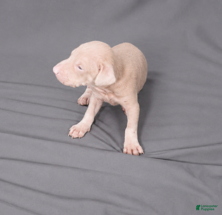 Doberman Pinscher dogs Razael - Ad 10