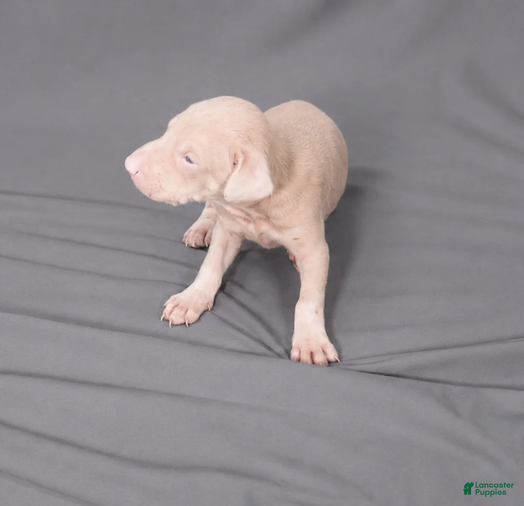 Doberman Pinscher dogs for sale: Razael - Ad 1