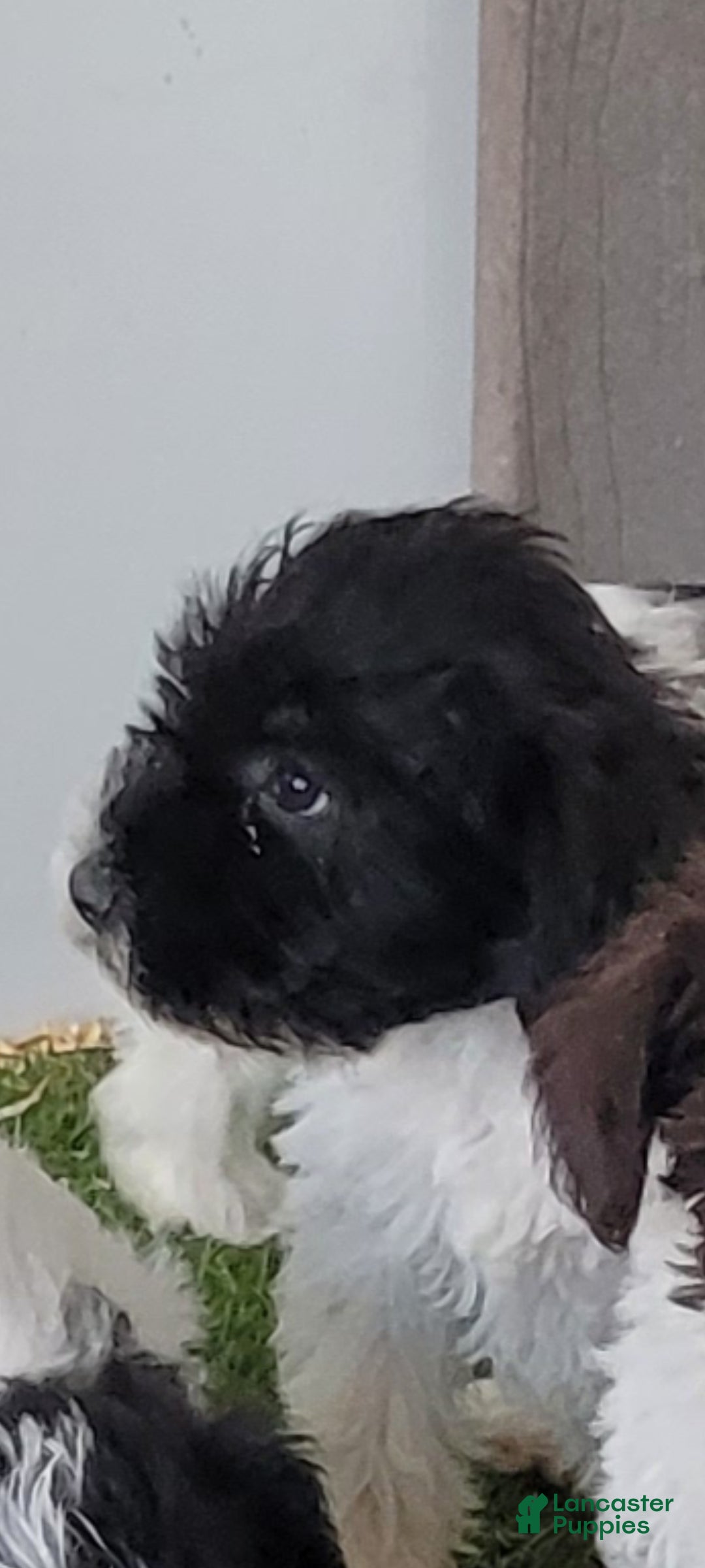 Miniature Schnauzer dogs AKC Tucker - Ad 2
