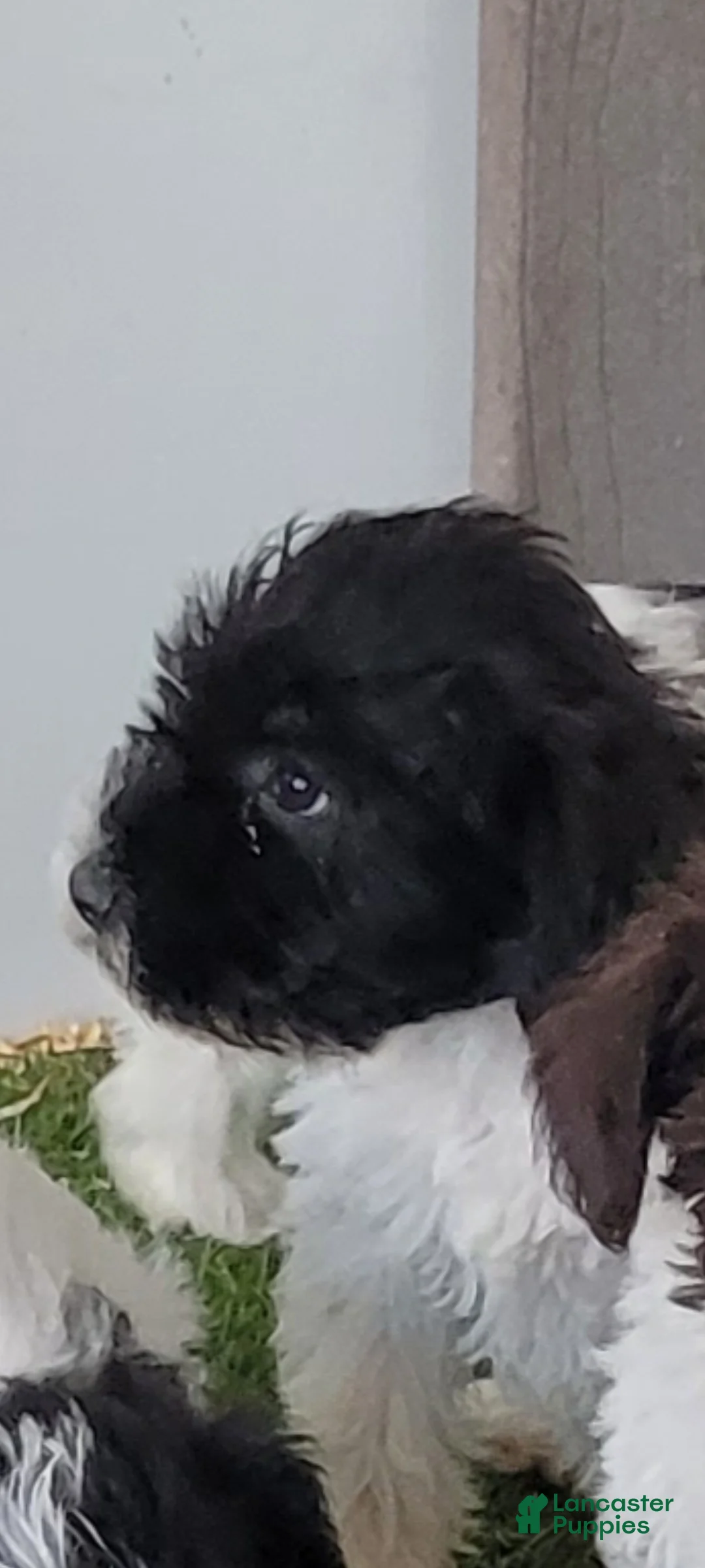 Miniature Schnauzer dogs for sale: AKC Tucker - Ad 2