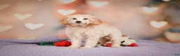 Cavapoo dogs for sale: Parker - Ad 10