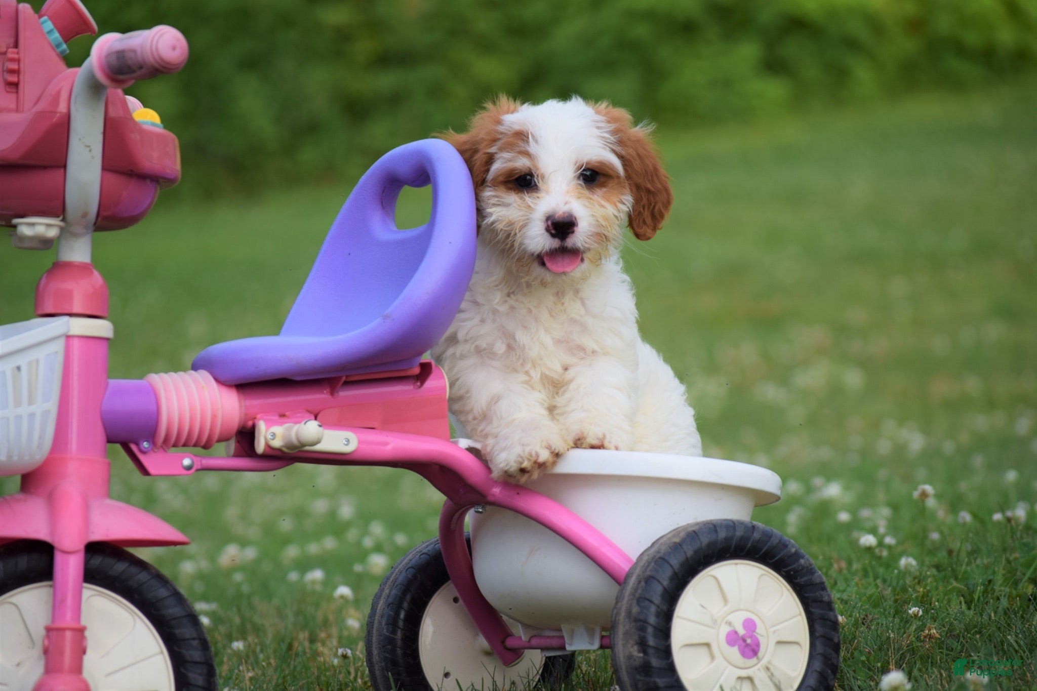 Cavapoo dogs Elsa - Ad 1