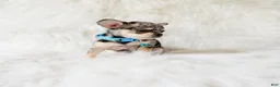 Chihuahua dogs for sale: Tommy - Ad 9
