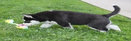 Siberian Husky dogs for sale: Alaska - Ad 6