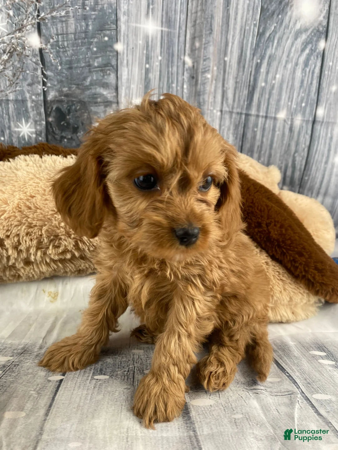Cavapoo dogs for sale: Mabel - Ad 2