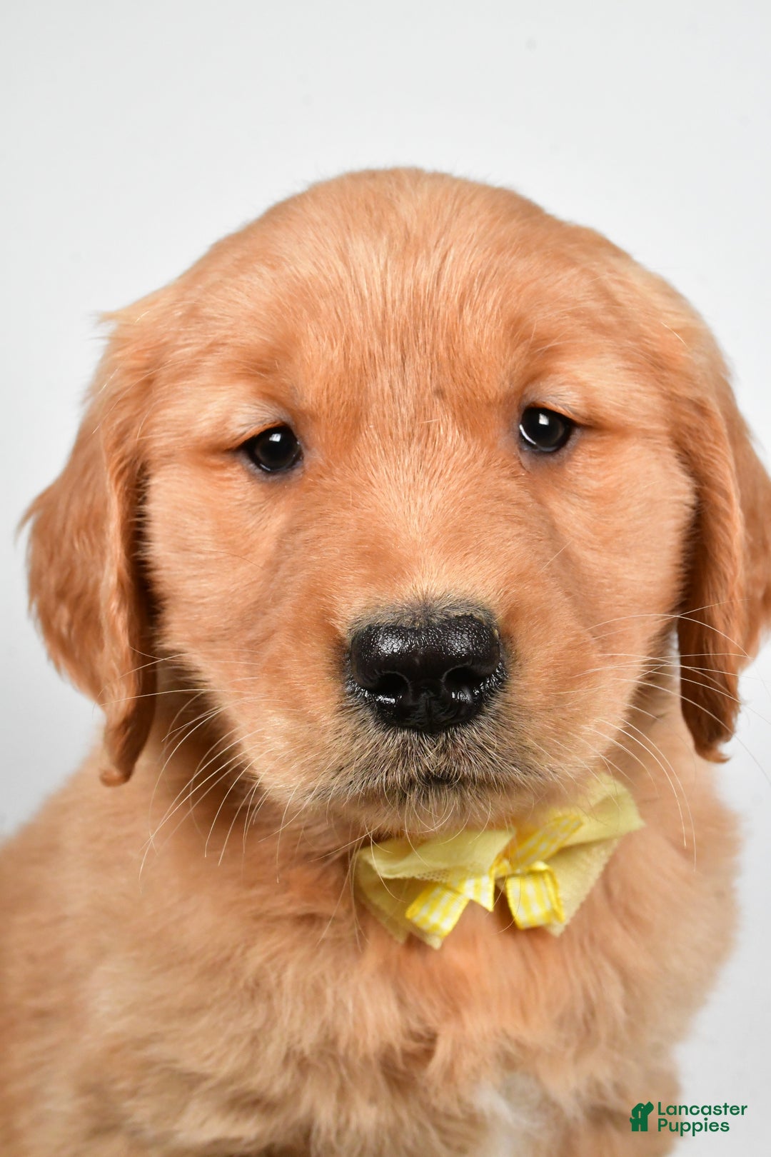 Golden Retriever dogs for sale: Leo - Ad 3