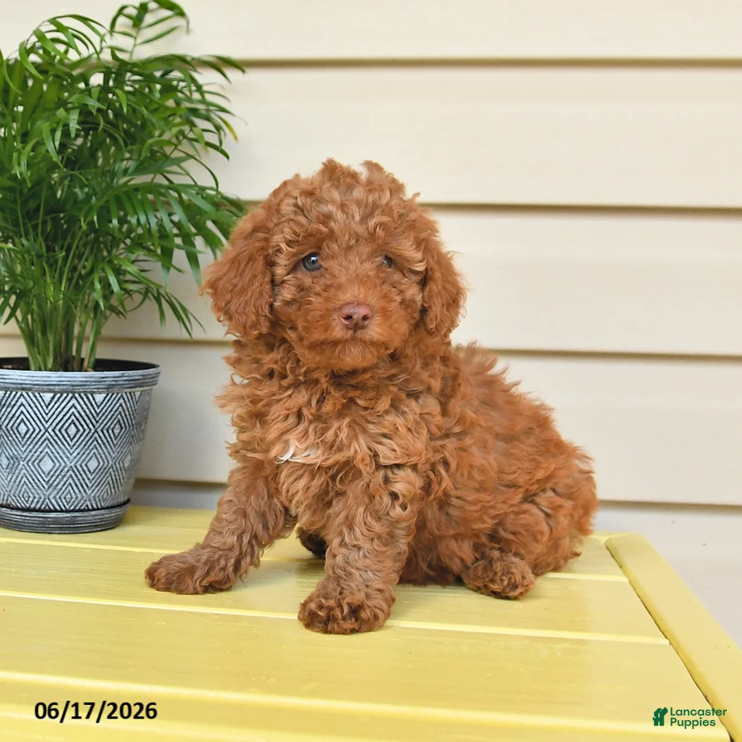Miniature Poodle dogs for sale: Lilly - Ad 2