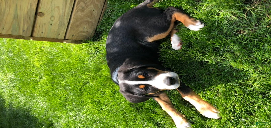 Gallery Image {{count}}