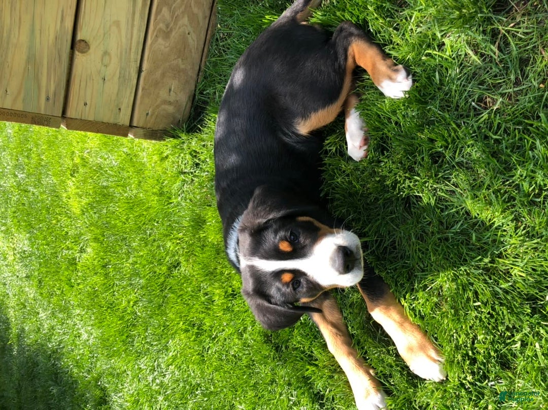 Gallery Image {{count}}