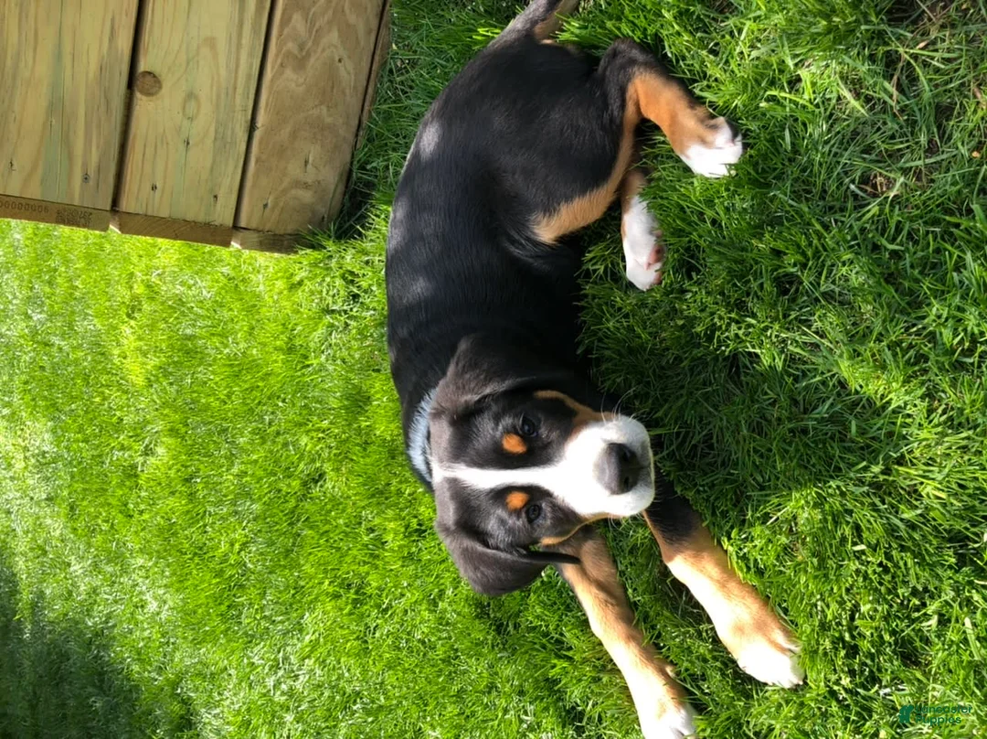 Gallery Image {{count}}