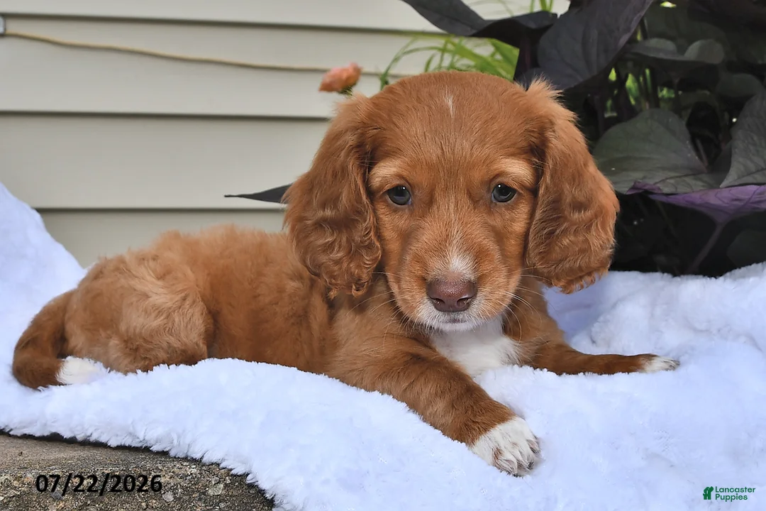 Miniature Dachshund dogs for sale: Caramel Cream - Ad 1