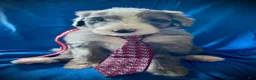 Sheepadoodle dogs for sale: Sheepadoodle Puppy 2 - Ad 2