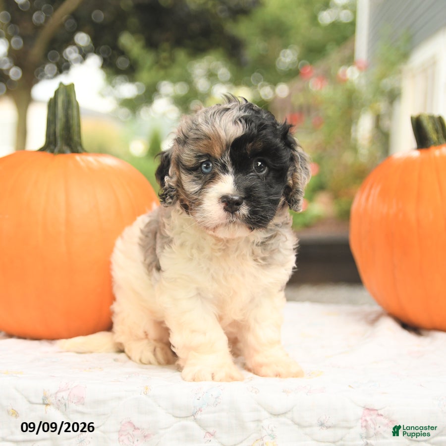 Cavapoo dogs Flora   - Ad 2