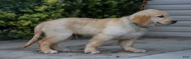 Ansel ACA Golden Retriever Pup