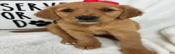 Golden Retriever dogs for sale: Ginger - Ad 3