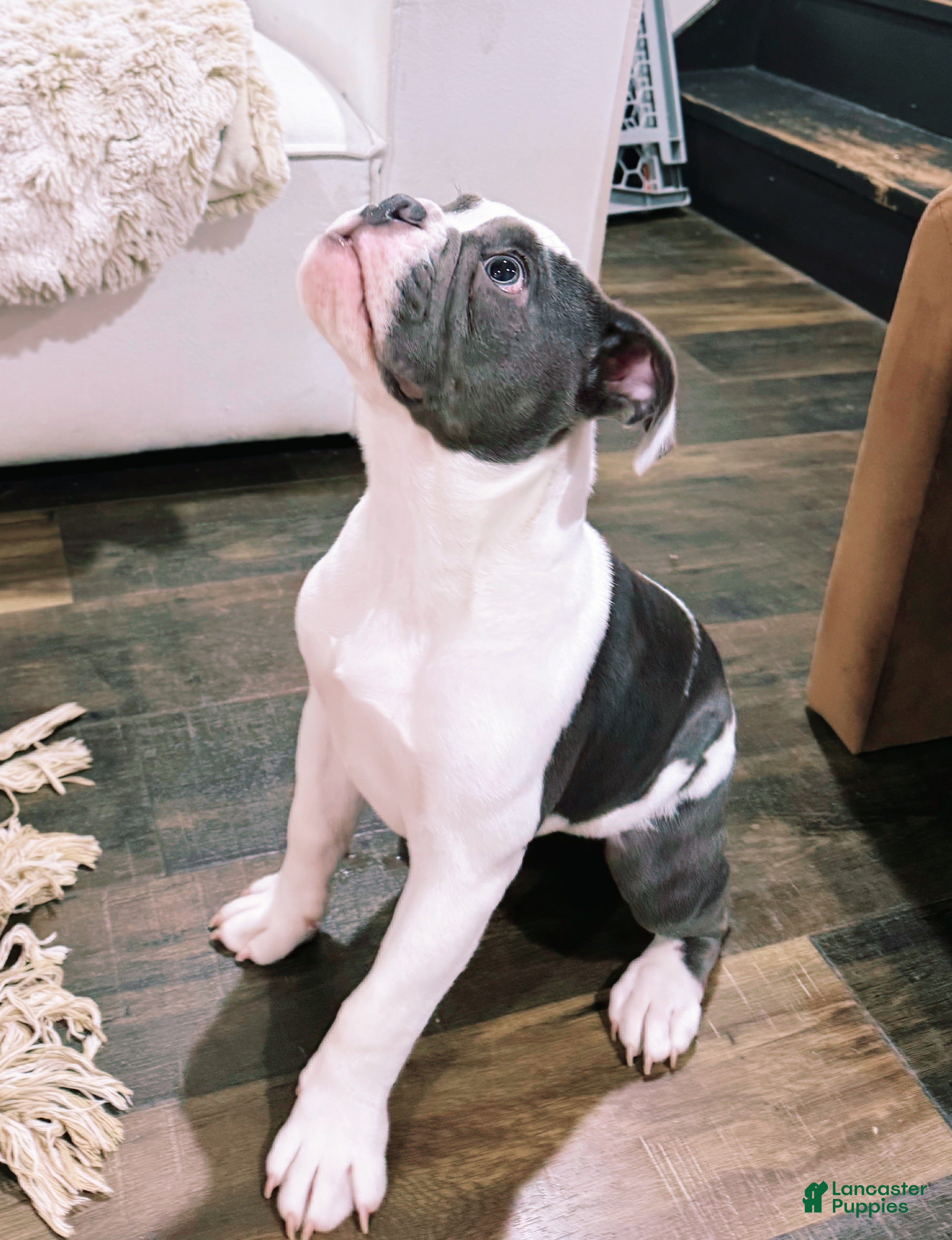 English Bulldog dogs Old English Bulldog Puppy 6 - Ad 4