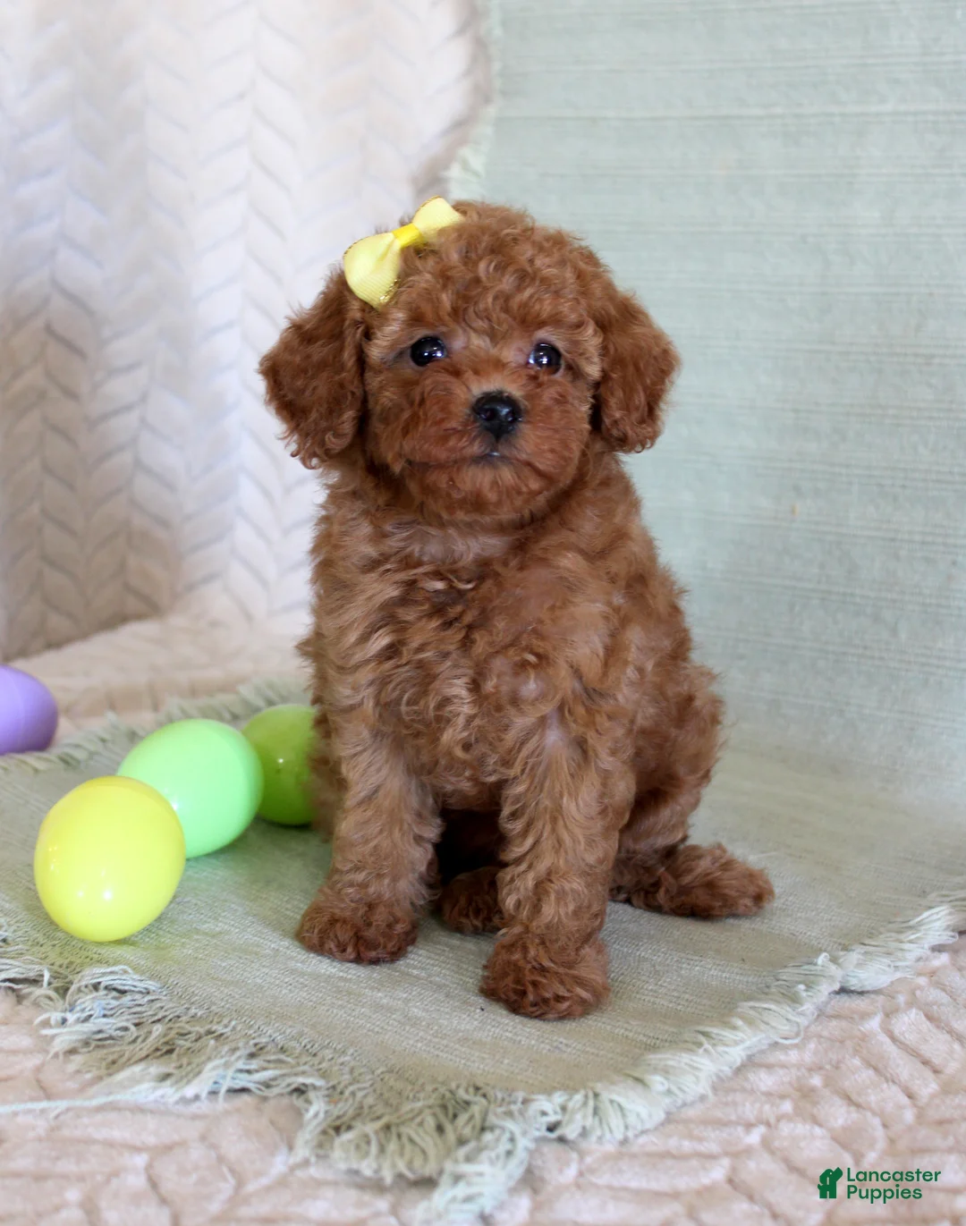 Toy Poodle dogs for sale: Hope - Ad 2