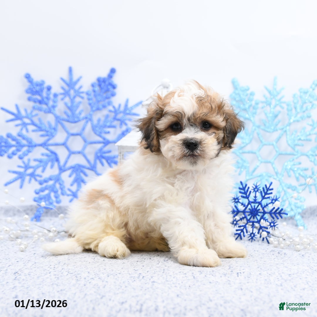 Mixed Breed dogs for sale: Mitchel - Ad 1