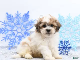 Mixed Breed dogs Mitchel - Ad 17