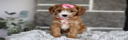Cavapoo dogs for sale: Penny - Ad 9