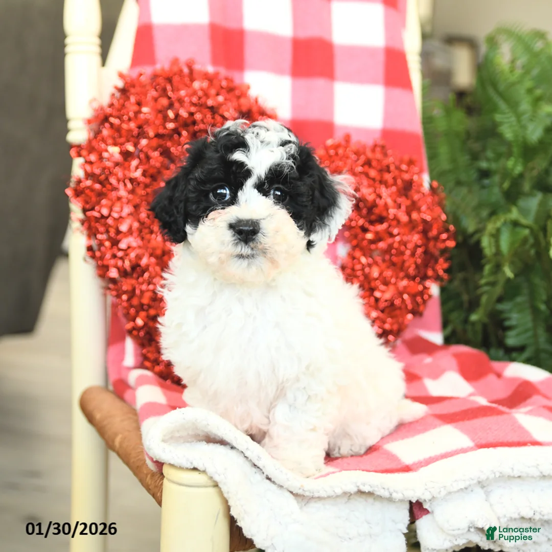 Havapoo dogs for sale: Princess - Ad 1