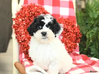 Havapoo dogs Princess - Ad 2