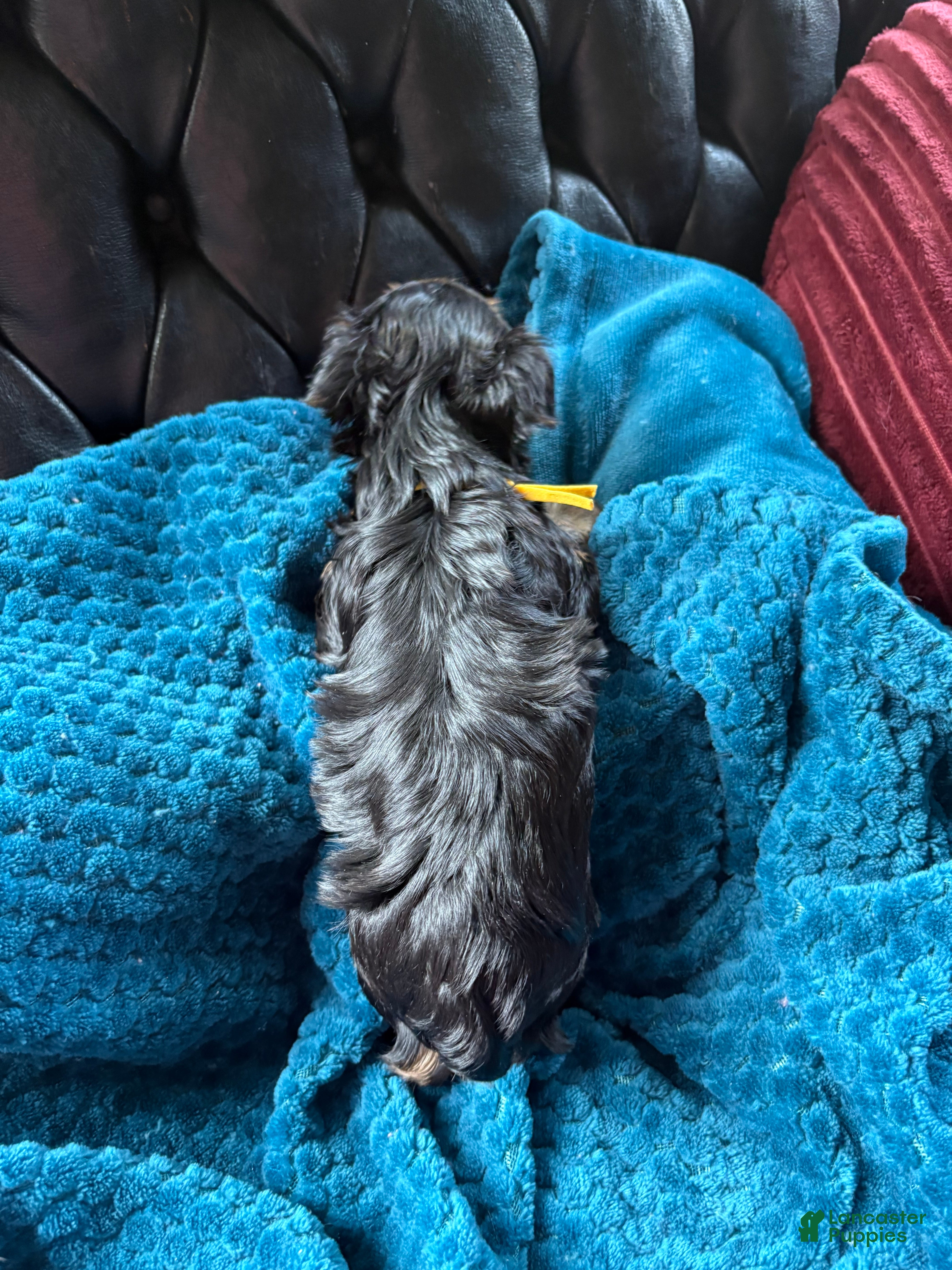 Yorkshire Terrier dogs for sale: Yorkshire Terrier Puppy 3 - Ad 5