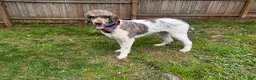 Standard Poodle dogs for stud: Goose~Brown & White Standard Parti Poodle - Ad 5