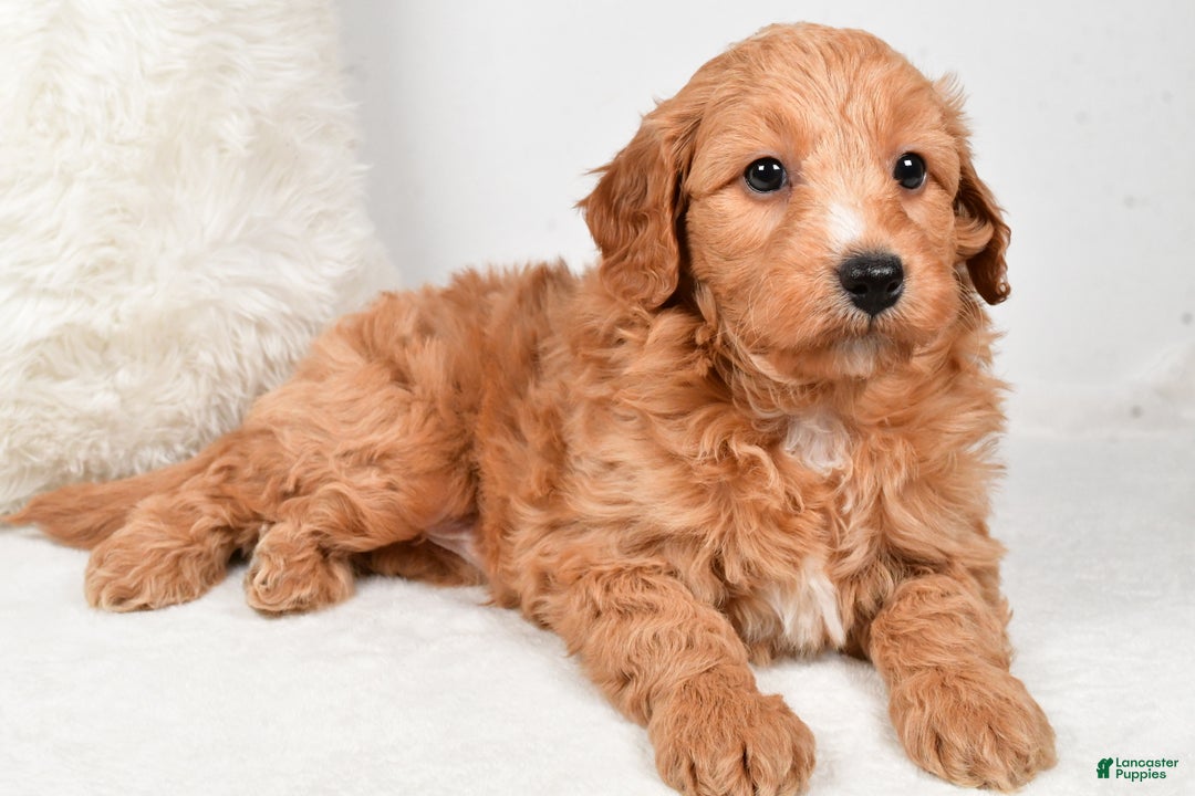Mini Goldendoodle dogs for sale: Dusty - Ad 4