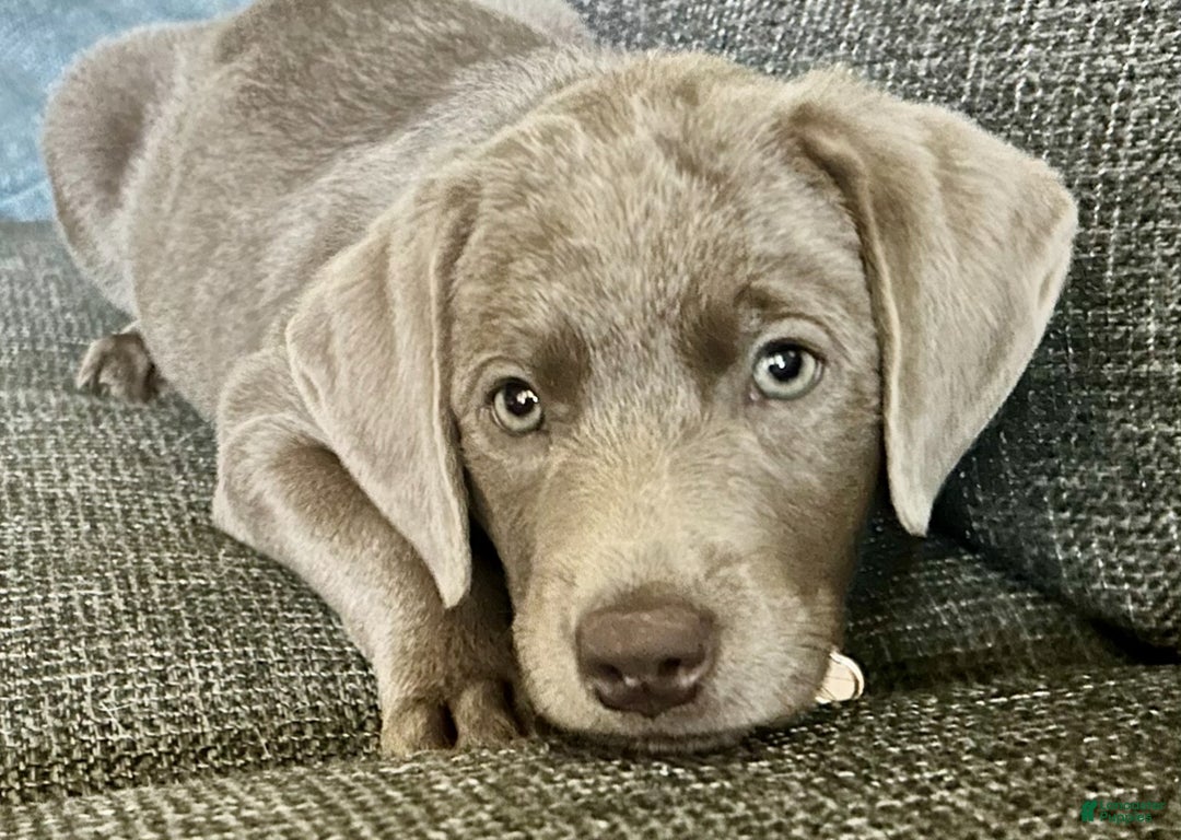 Labrador Retriever dogs for sale: Elsie - Ad 3