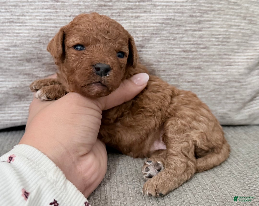 Mini Goldendoodle dogs for sale: Mini Goldendoodle Puppy 3 - Ad 1