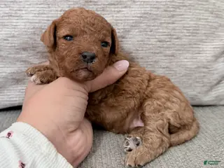 Mini Goldendoodle dogs Mini Goldendoodle Puppy 3 - Ad 7