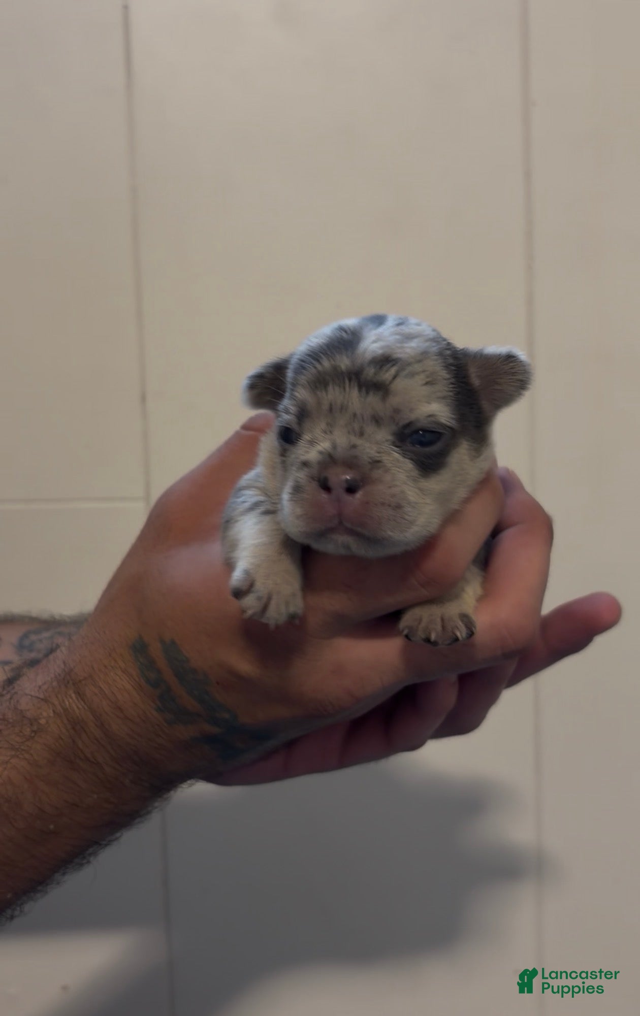 French Bulldog dogs French Bulldog 2 - Ad 41